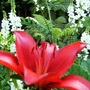 Lily