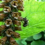 Bee enjoying Chocolate Foxglove.