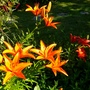 Orange lilies (Lilium vivaldi)