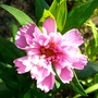 Double cosmos (Cosmos bipinnatus (Cosmos))
