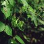Begonia glabra (Begonia glabra)