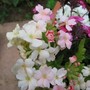 Verbenas (Verbena)
