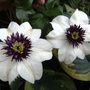 Clematis 'Florida sieboldii' (Florida sieboldii)