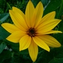 Tall yellow daisies. (Rudbeckia speciosa (Showy Coneflower))