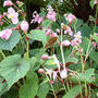 Begonia grandis (Begonia grandis)