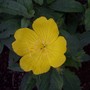 Ozark Sundrop (oenothera)