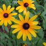 Yard062708_016