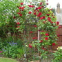 Ruby Wedding climber