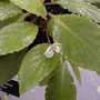 Begonia_herbacea_1_