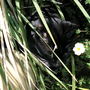 Ringo enjoying the sun.