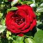 Red Red Rose