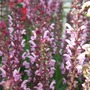 Salvia 'Merleau Rose' (Salvia x sylvestris 'Merleau Rose')