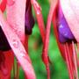 fuschia (fuschia)