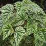 Begonia metallica (Begonia metallica)