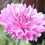 2008-06-27_025pink_b_b