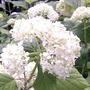 Annabelle Hydrangea (Hydrangea arborescens "Annabelle")