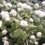 Hydrangea blooming (Hydrangea arborescens "Annabelle")