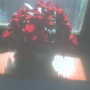 New Guinea Impatien (Impatiens hawkeri (New Guinea impatiens))