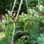 Hazel arch with sweet peas. (Lathyrus odoratus (Old-Fashioned Sweet Pea))