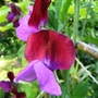 Sweet pea. (Lathyrus odoratus (Old-Fashioned Sweet Pea))