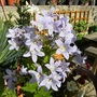 A garden flower photo