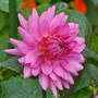 A garden flower photo