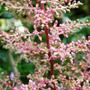 Astilbe x rosea  (Astilbe x rosea)