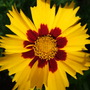 Coreopsis 'Sterntaler' (Coreopsis 'Sterntaler')