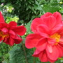 Dahlia