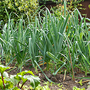 Leeks