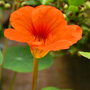 A garden flower photo