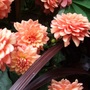 Grenville_6