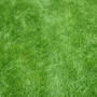 Lawn
