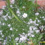 Alyssum (Lobularia maritima (Alyssum Rosie ODay))