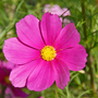 A garden flower photo