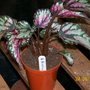 B. Blushing Silver Begonia (Begonia)