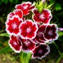 Sweet_william