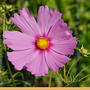 A garden flower photo