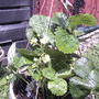 Strawberry blossoms (fragaria ananassa)