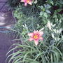 Orange Daylilies (Hemerocallis fulva (Chin Chen TsAi))