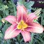 Orange Daylily Bloom (Hemerocallis fulva (Chin Chen TsAi))
