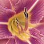 Another bug's eye view... (Hemerocallis fulva (Chin Chen TsAi))