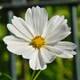 Cosmos white