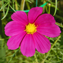 A garden flower photo