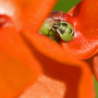 Who is this little fellow?