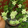 Abdul_s_pictures_006.jpg