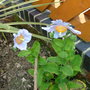 blue popy