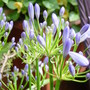 Garden_june_2008_093