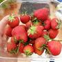 A good crop....
