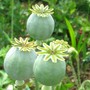 Poppy seed heads (Papaver somniferum)